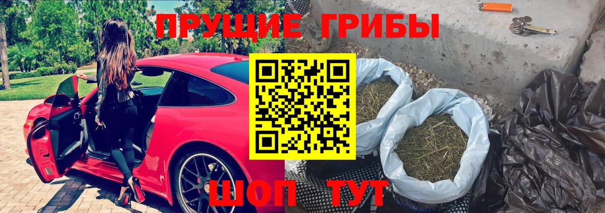 Псилоцибиновые грибы Psilocybine cubensis Кандалакша